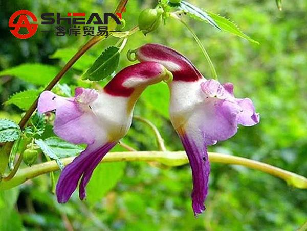 Rare Colorful Like Parrot Orchid Seeds High-grade Bonsai Flowering Plants Radiation Absorption - 50 PCS