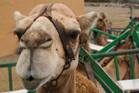 Arteara Camel Park
