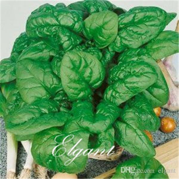 Big Round Leaf Spinach Vegetable 500 Seeds Easy-growing Non-Gmo Heirloom Vegetable