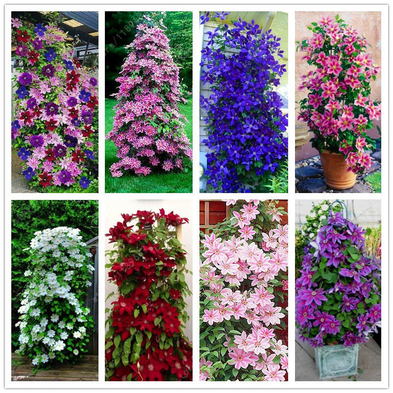 Egrow 100pcs/Pack Mixed Colors Clematis Seeds Flower Vines Bonsai Perennial Climbing Plant