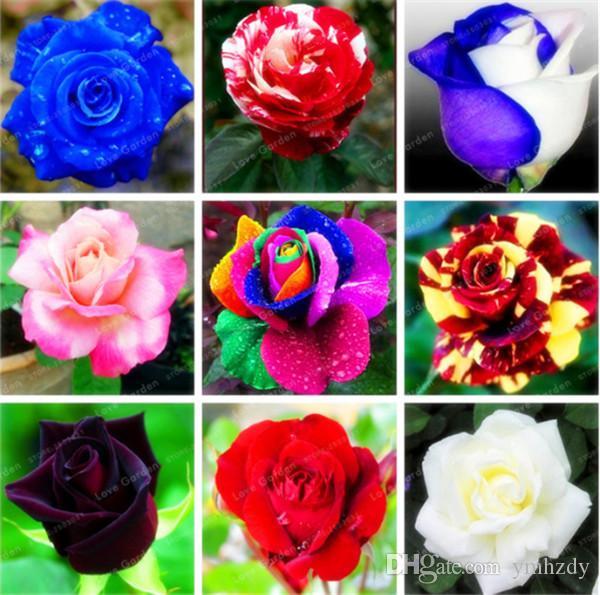 200 Pcs Rare Rose Flowers Seeds 10 Colors Selection Perennial Plant Flowers Beautiful Bonsai Plant DIY Garden Supplie