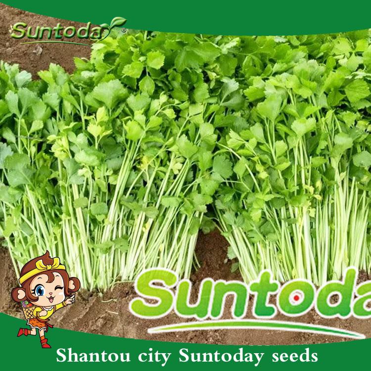 Suntoday Cut LEAF CELERY Apium Graveolens Chinese Herb Vegetable Seeds Hybrid Heirloom Non-GMO Garden Fresh Seeds